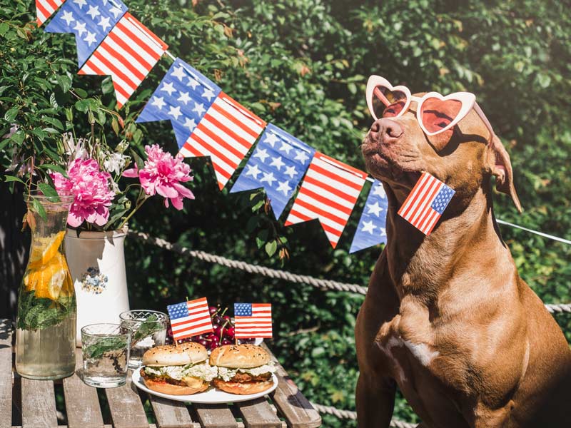 Penny and the Fourth of July
