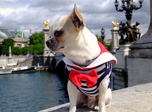 pet-travel-certificate