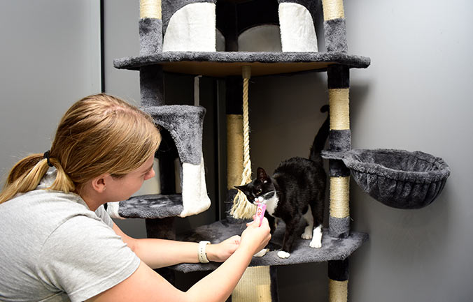 cat-boarding-brooklyn