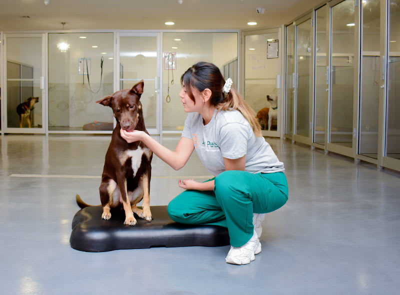 pet-boarding-brooklyn