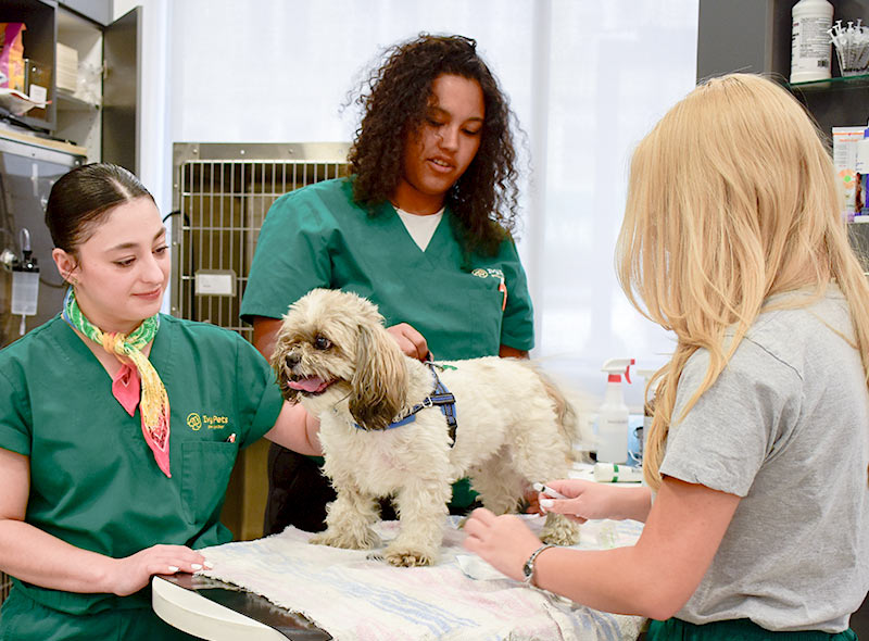 pet-dermatology