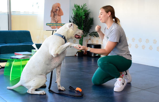 pet-dermatology2