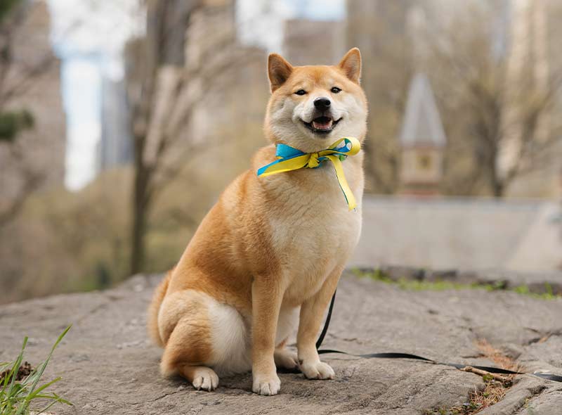 pet-groomer-brooklyn-ny