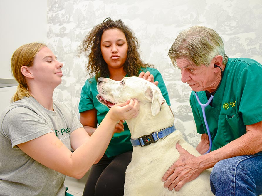 pet-wellness-care-new-york-city