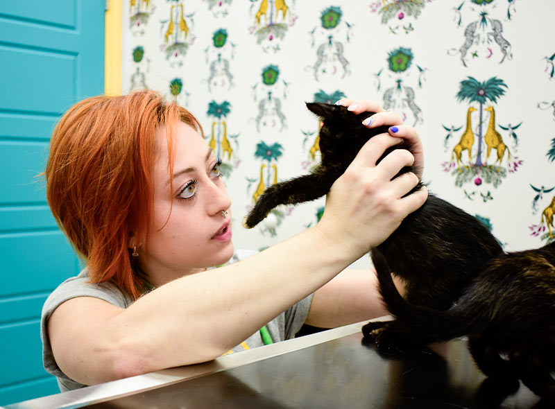 puppy-kitten-veterinary-care