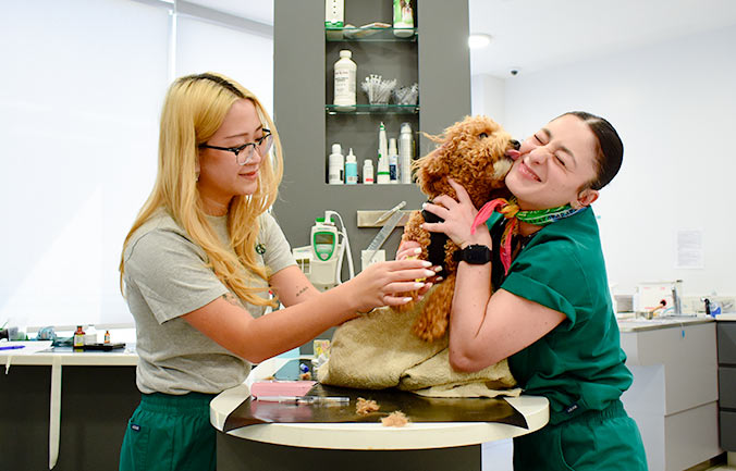 same-day-veterinary-care