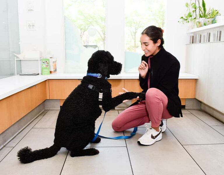 veterinarian-tribeca-new-york2