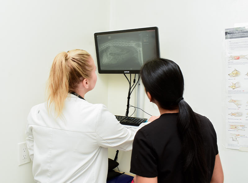 veterinary-xray