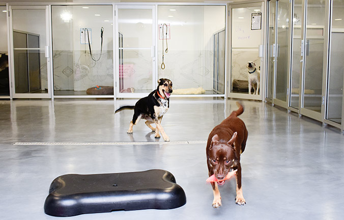doggie-daycare-brooklyn