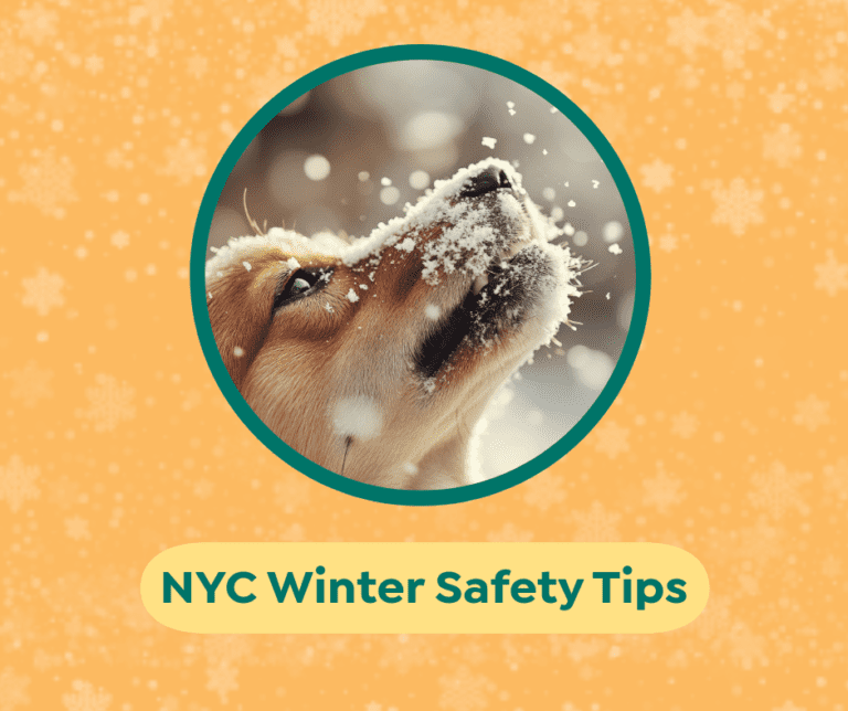 Ivy Pets Co NYC Winter Safety Tips